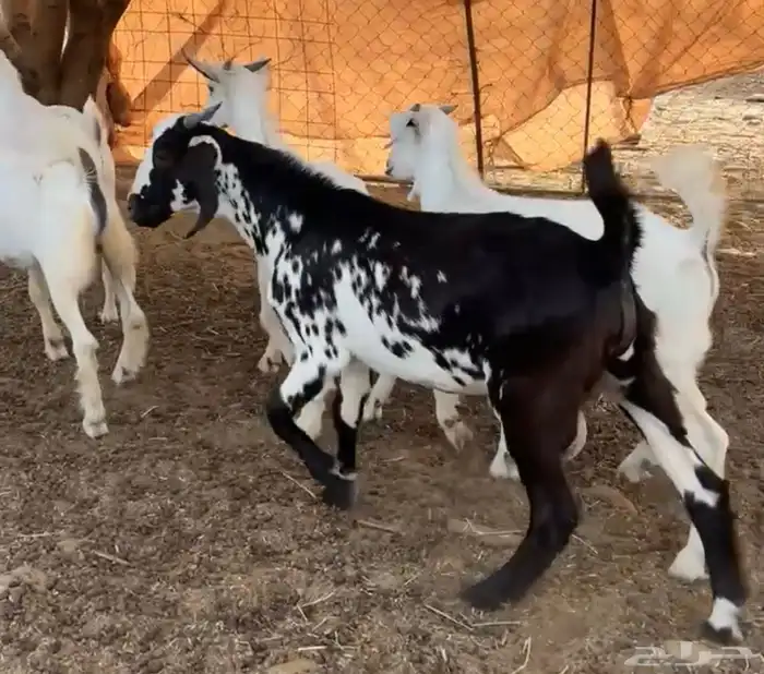 تيوس مندي بلدي. (. تم البيع ) 0
