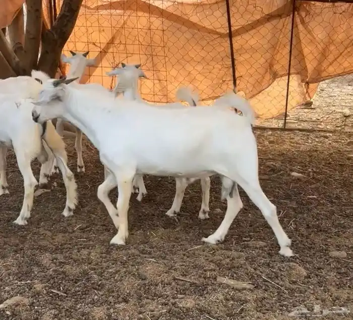 تيوس مندي بلدي. (. تم البيع ) 2