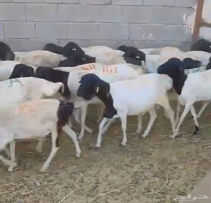 طليان بربري مرابي 1