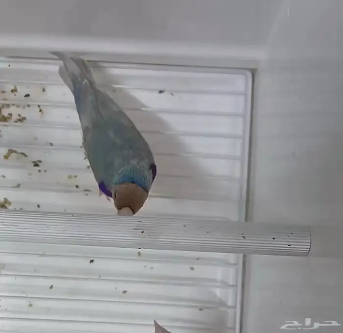 قولدن فنش 3