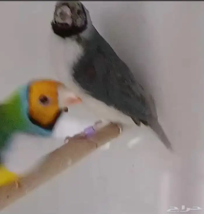 قولدن فنش 2