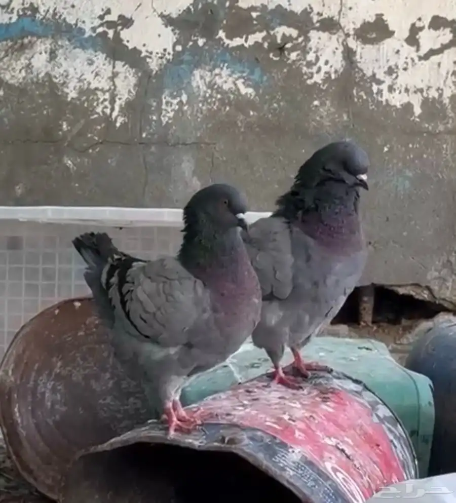 جوزين كنق شرط منتجات وشرط صحه 1
