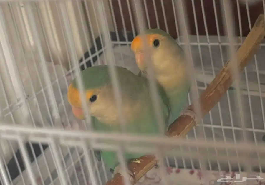 زوج روز 1