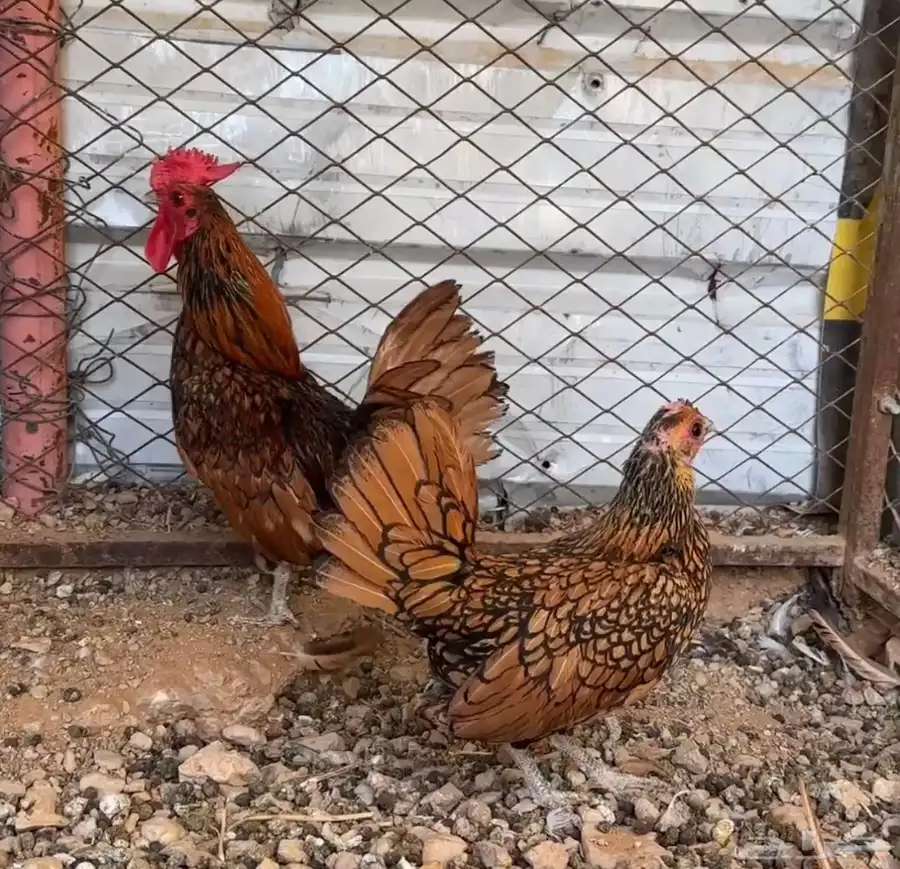 دجاج سبرايت منتج 0