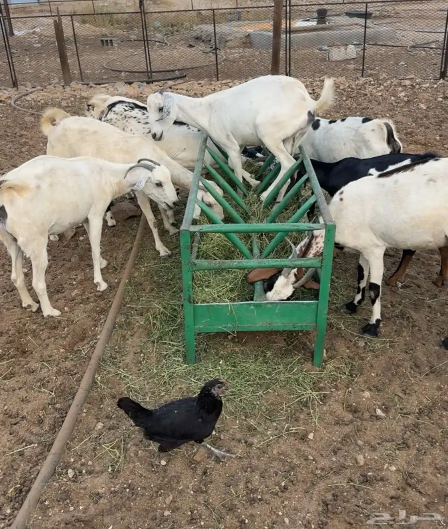 ماعز 0