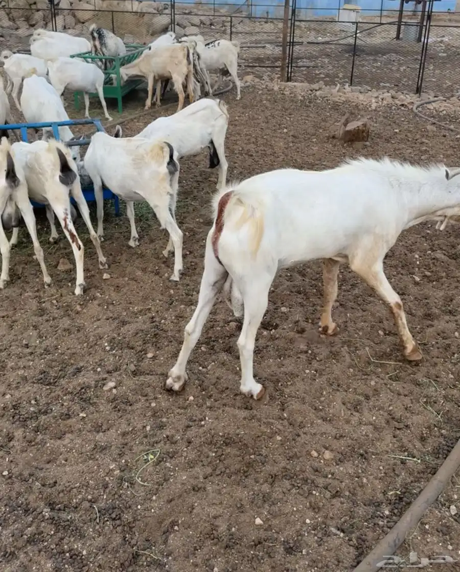ماعز 1