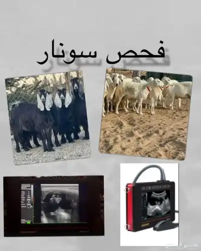 فحص سونار للأغنام والمعز بأدق الاجهزة 0