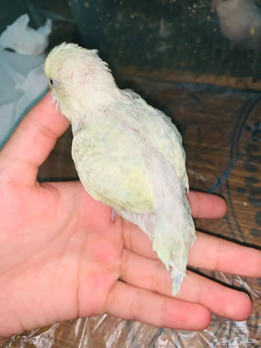 طيور 1