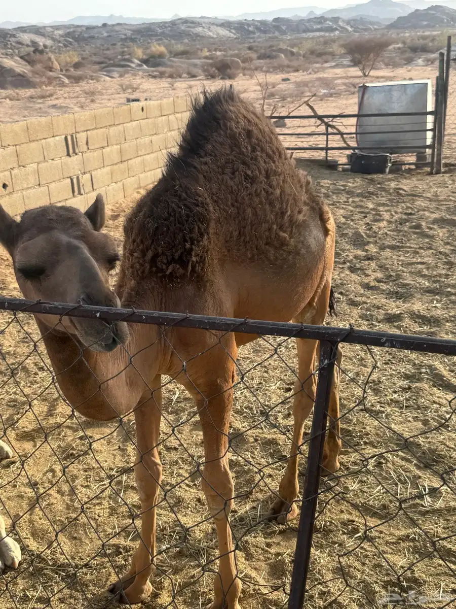 قعود للببيع فل شحم ع حليب امه 2