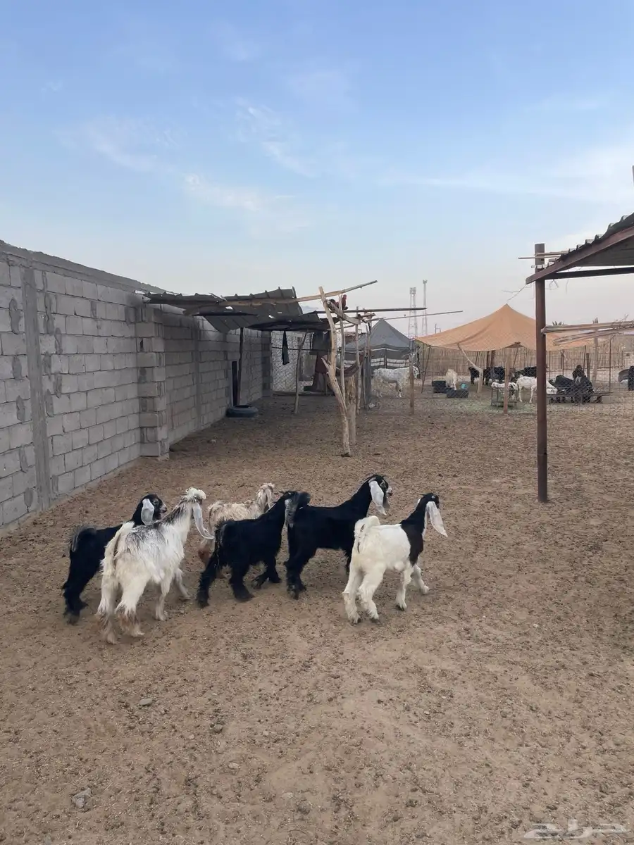 تيوس للبيع 1