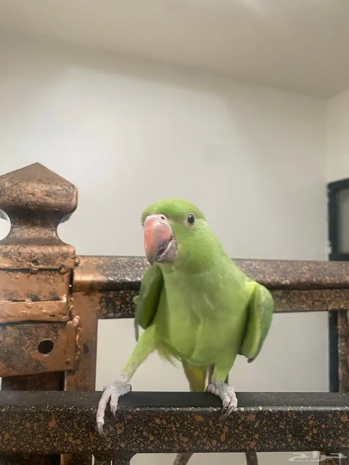 درة هندي 550 0