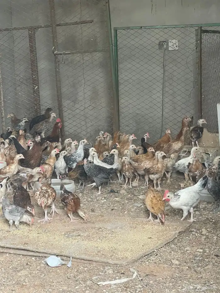 دجاج بلدي بياض وديوك 8