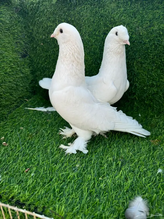 حمام تركي ابيض 2