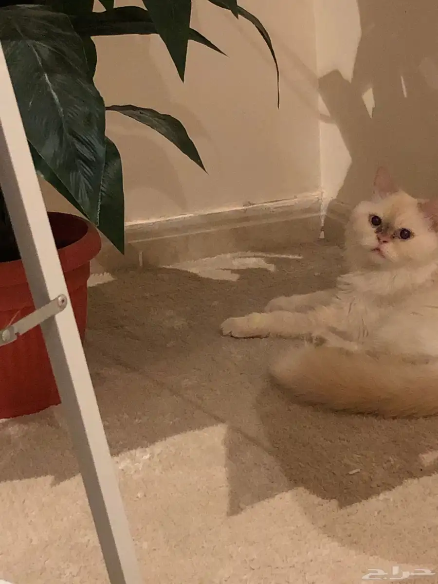 قط شيرازي 1