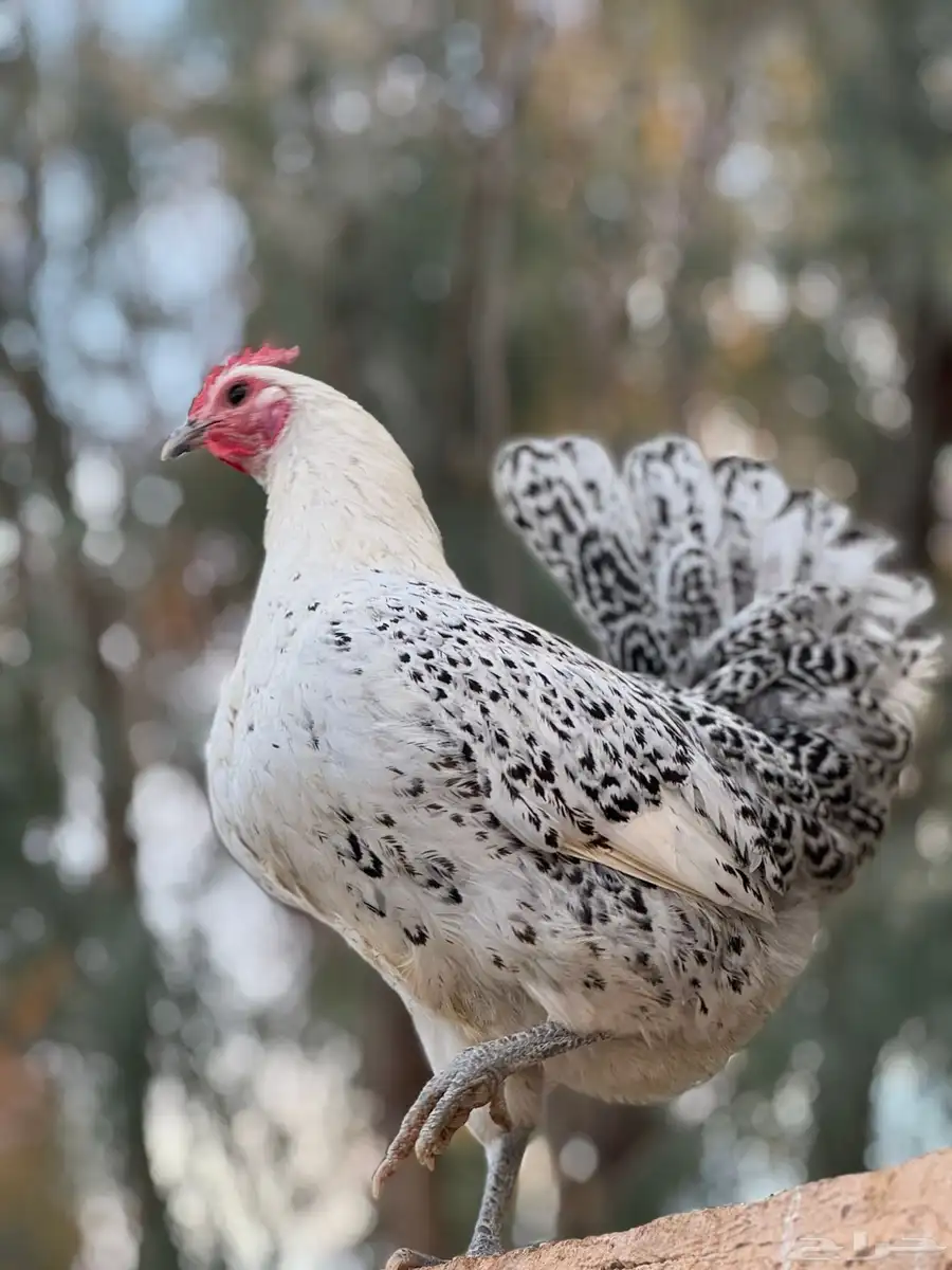 للبيع دجاج فيومي 3
