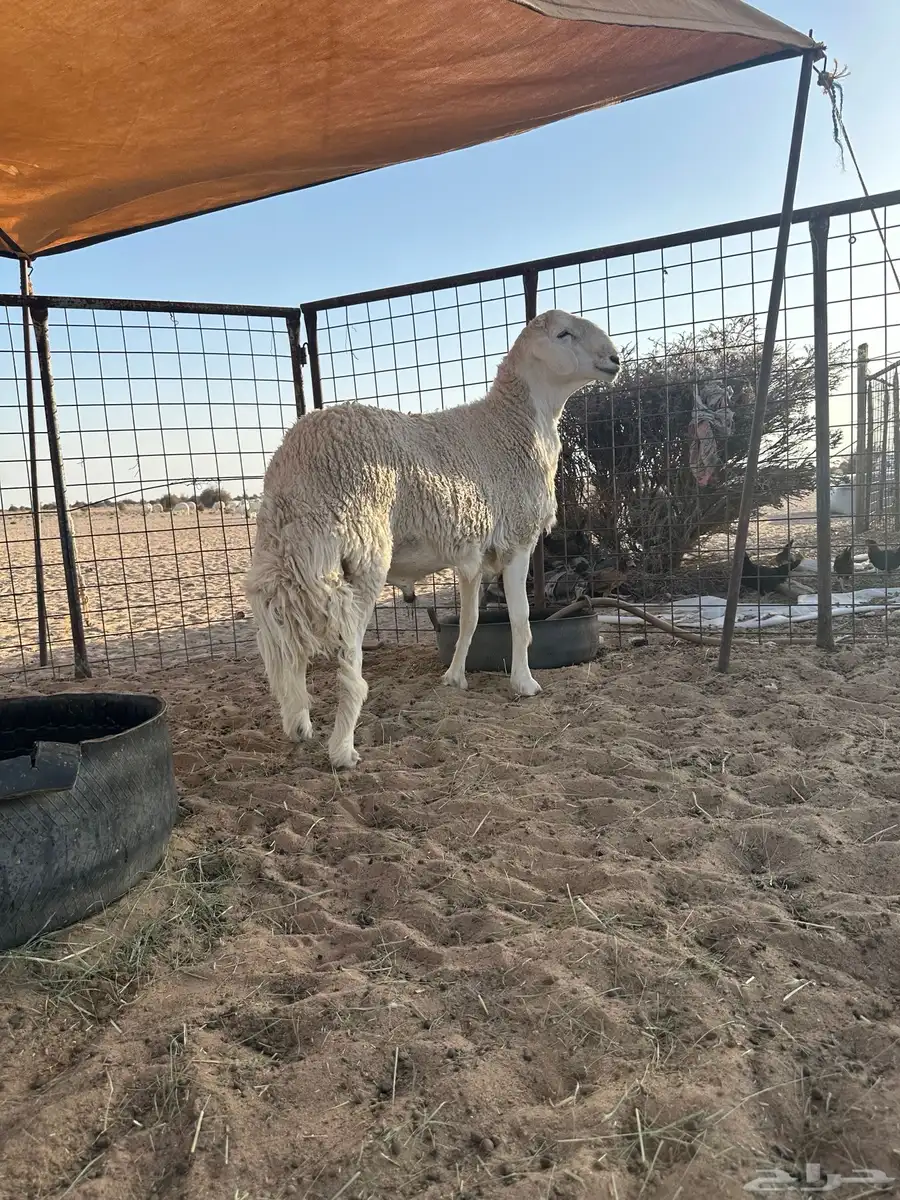 طلع مشروع فحل 4