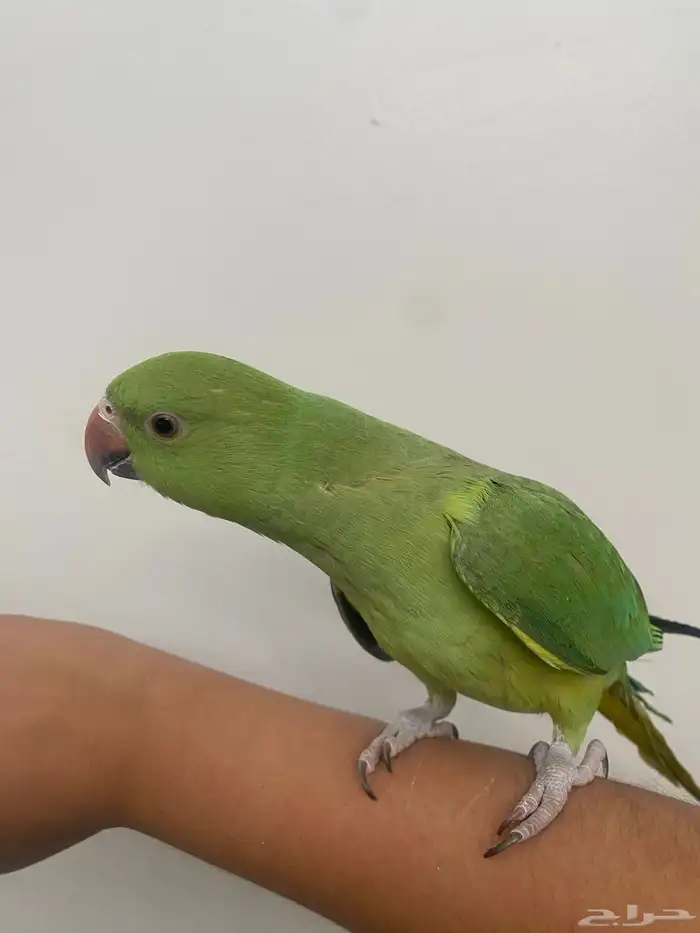 درة هندي 550 1