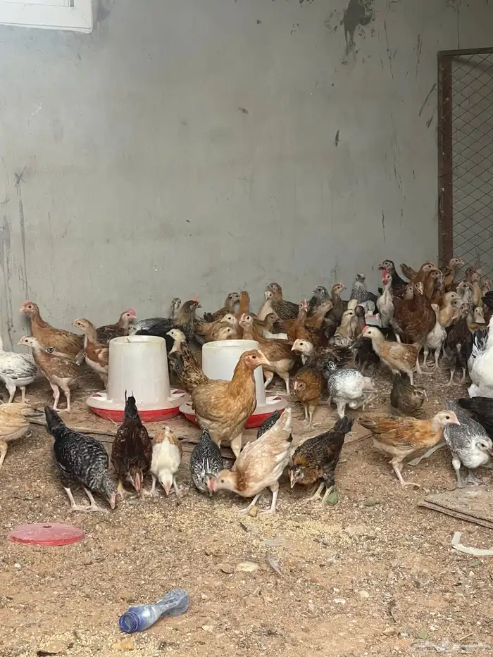 دجاج بلدي بياض وديوك 5