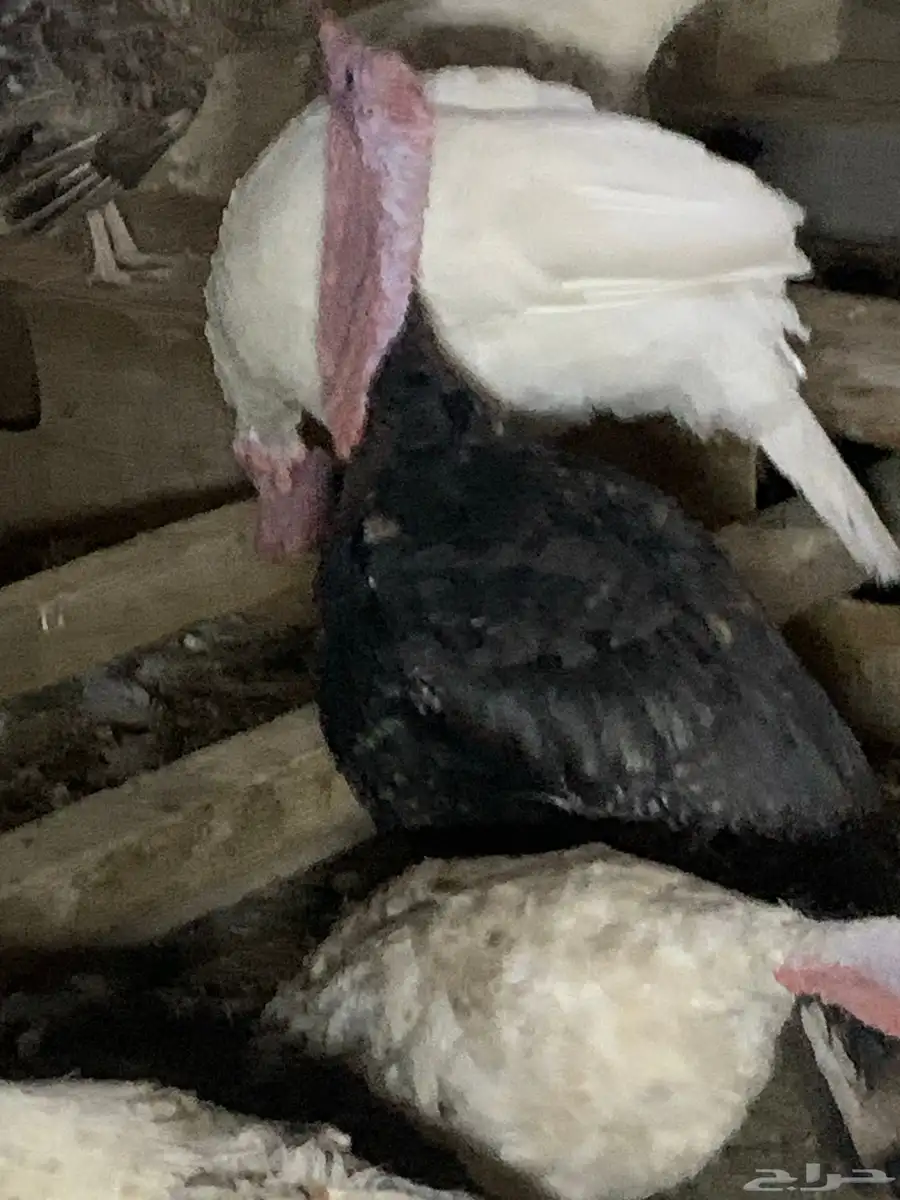 دجاج رومي للبيع 3