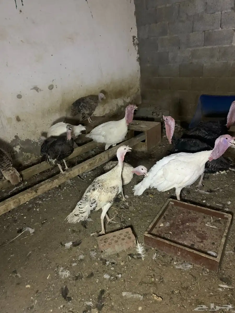 دجاج رومي للبيع 8