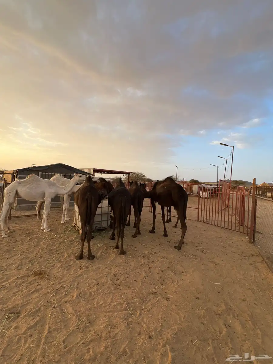 قعدان وبكار 6