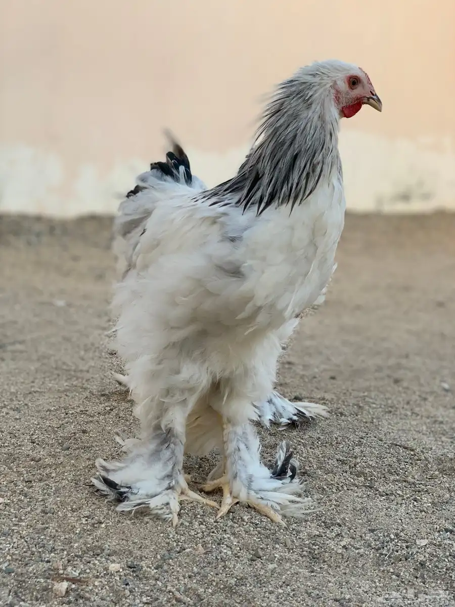 طقم براهما كولمبي 2