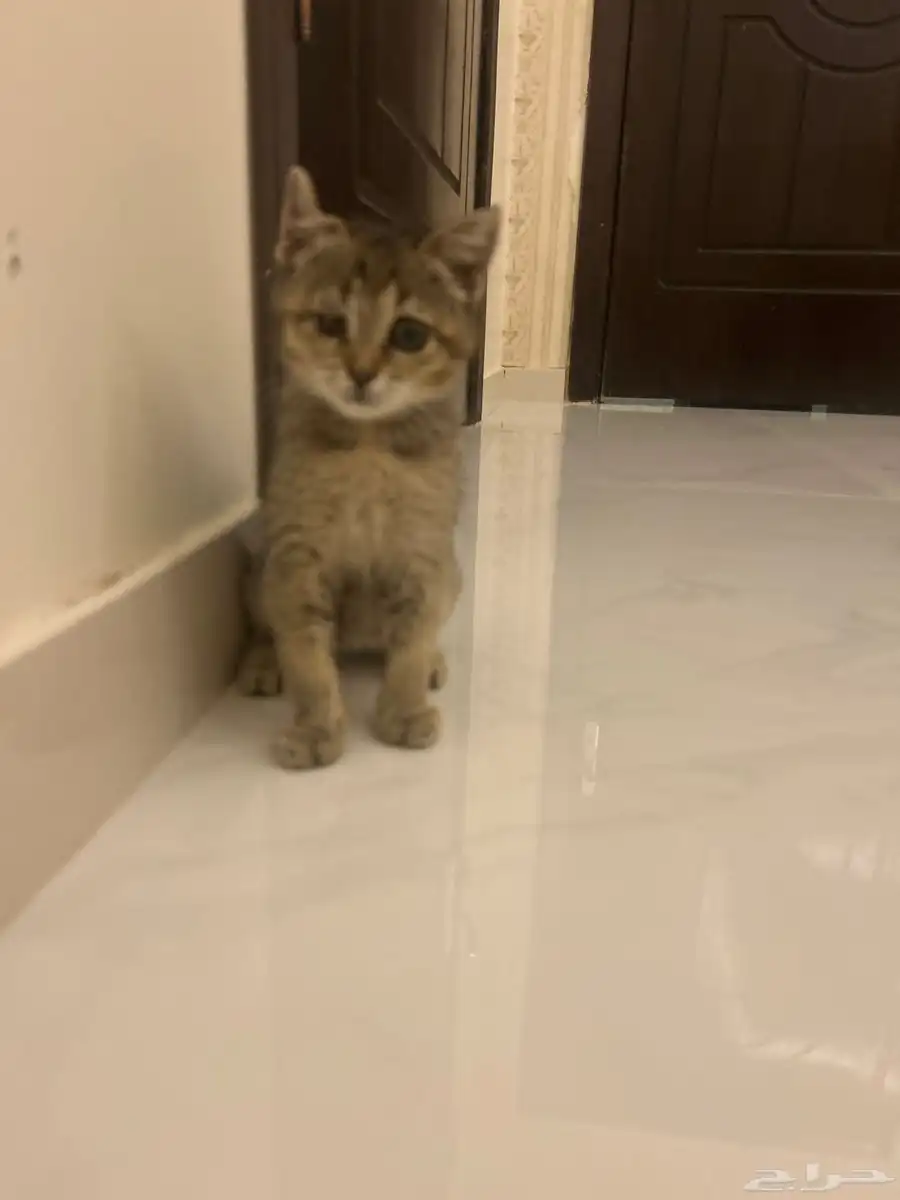قطه لتبني 0