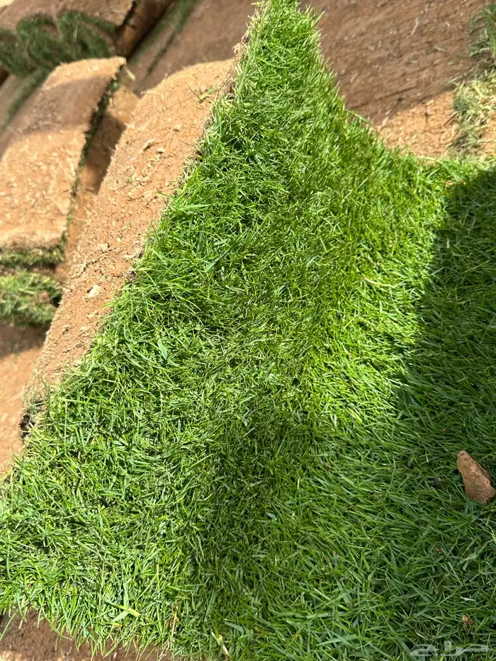 عشب طبيعي C2000 أمريكي مقاوم للملوحة 2