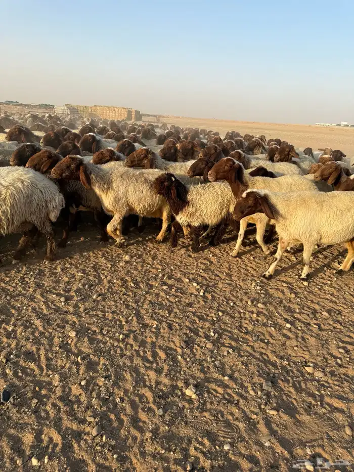 غنم نعيم مراح العدد 400 3