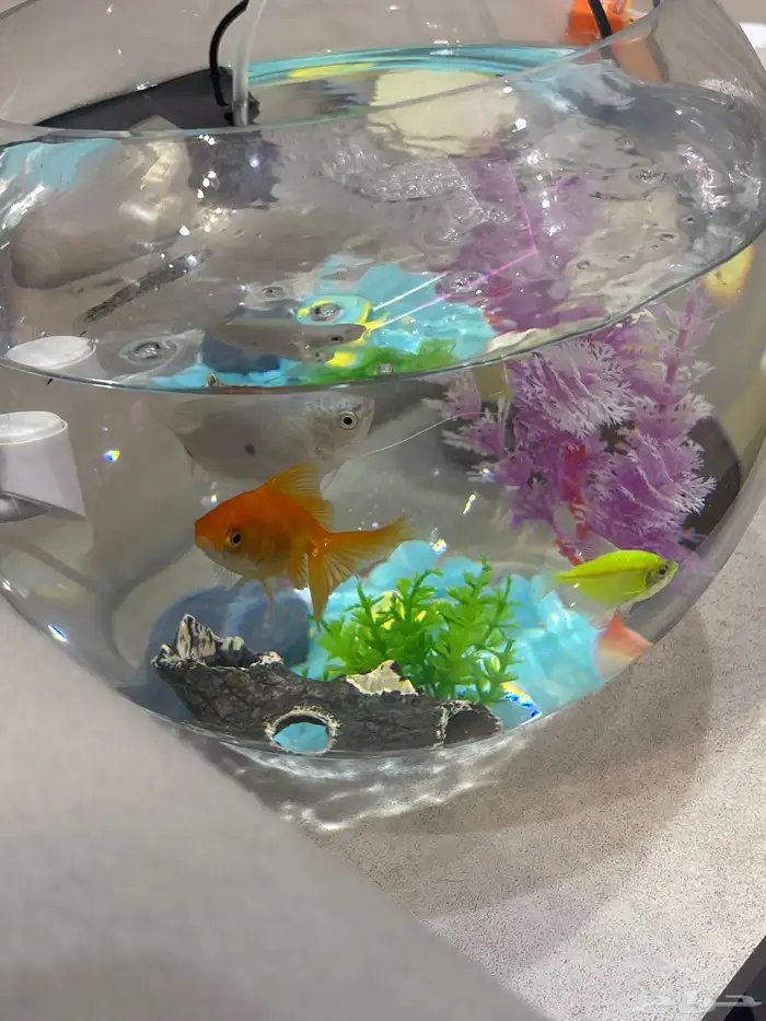 حوض سمك كامل ب اغراضه للبيع 6 سمكات 180 1