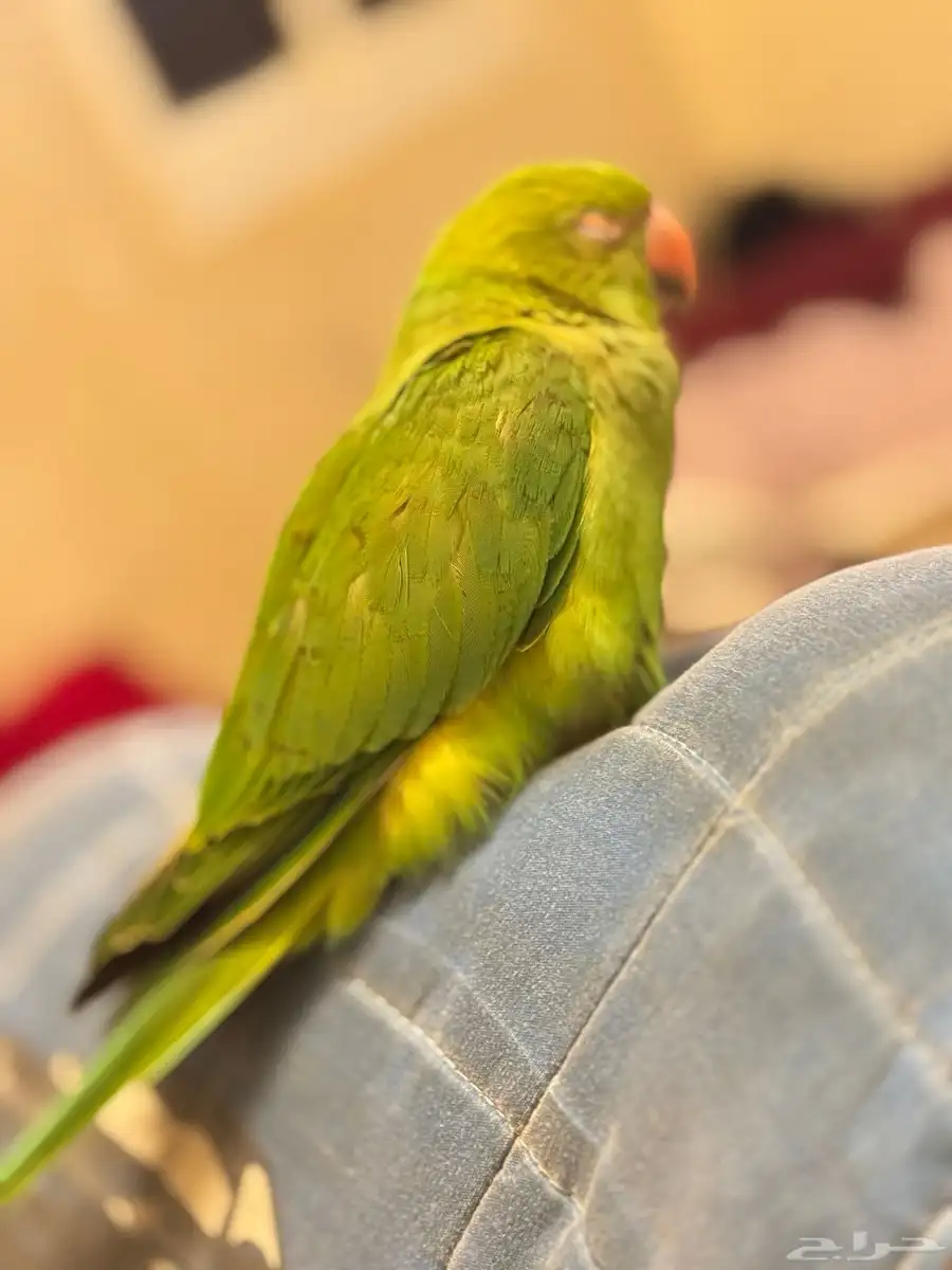 طير هندي 1
