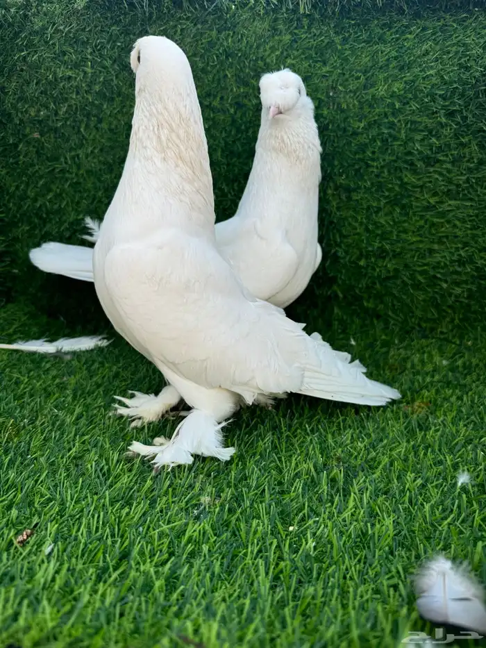 حمام تركي ابيض 3