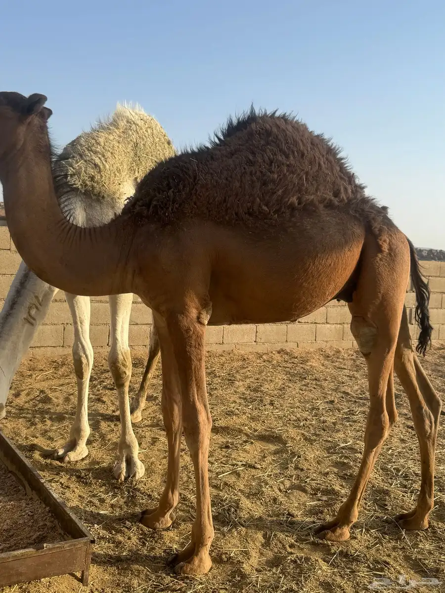 قعود للببيع فل شحم ع حليب امه 1
