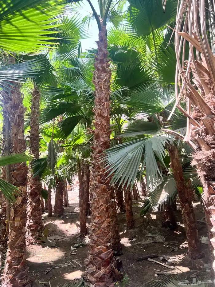 نخل عربي ووشنطوني زينه للبيع 6