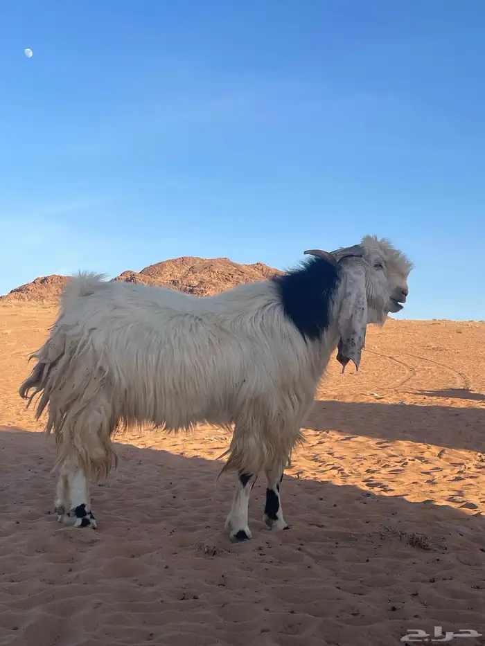 تيس فحل طيب جبار وجنب وراس هايج سنه اتوقع توه مسدس 0