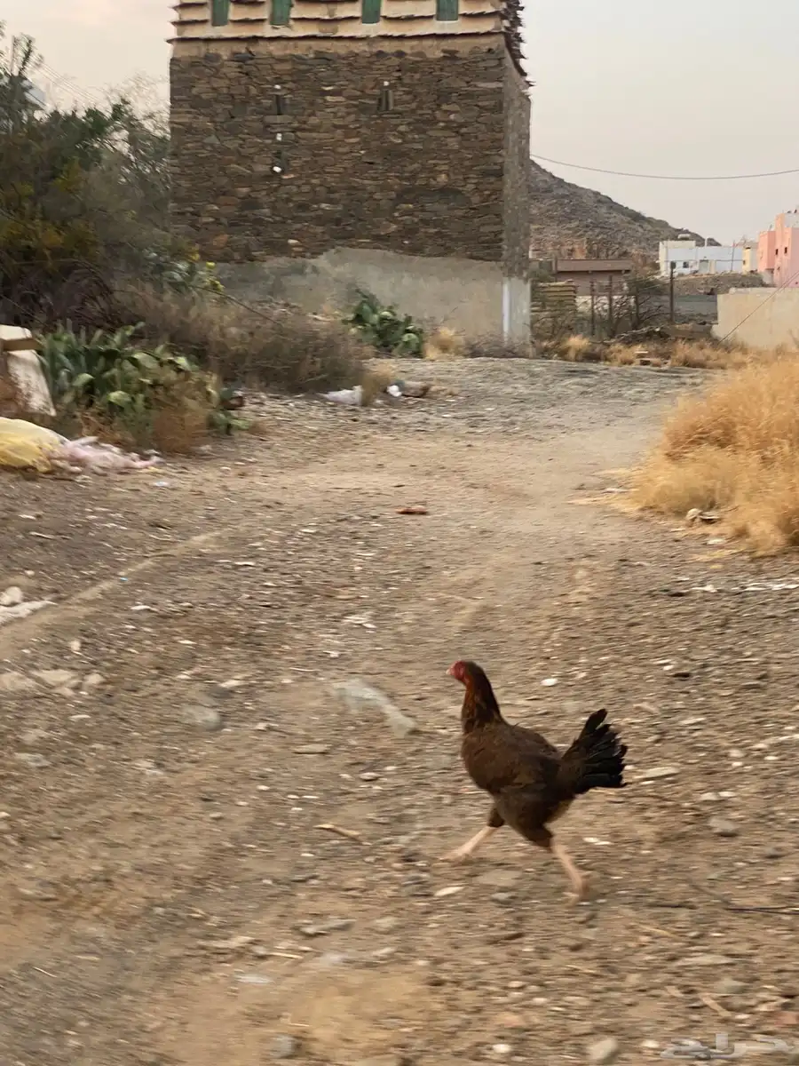 دجاجة باكستاني 1