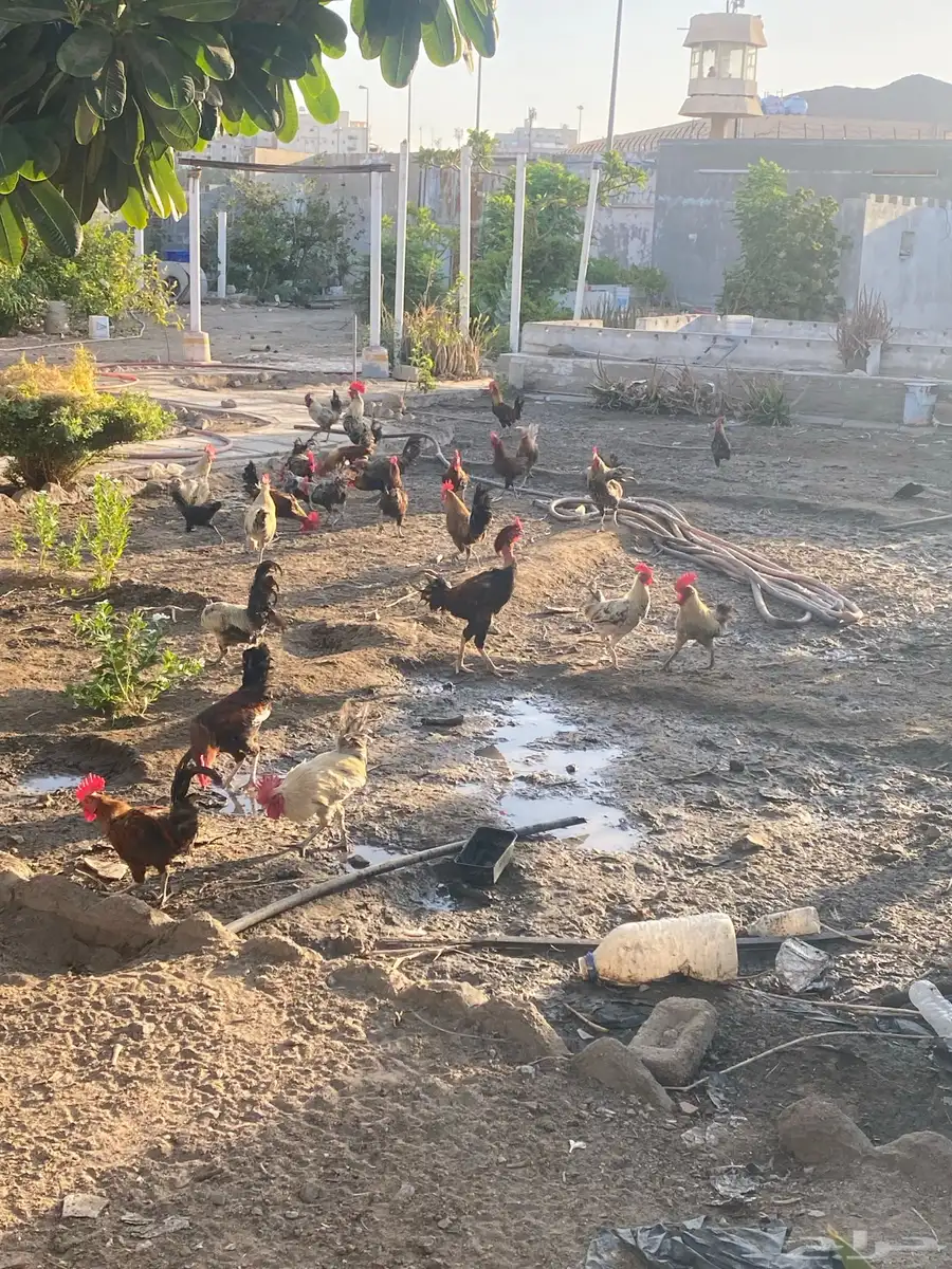 ديوك فيومي وبلدي 2