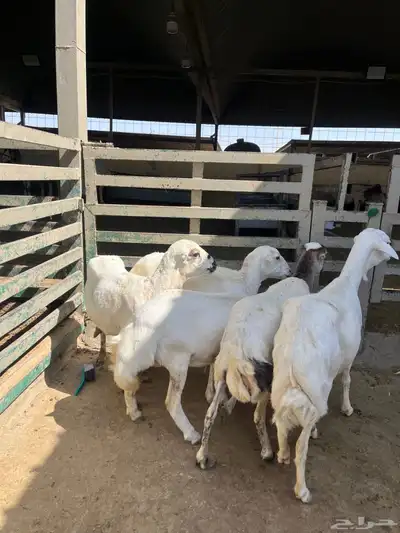 شياه رفيد مقنوي 1