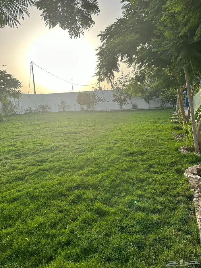 عشب طبيعي C2000 أمريكي مقاوم للملوحة 3