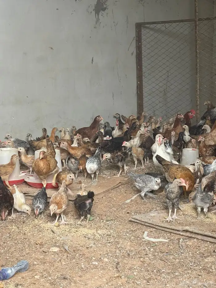 دجاج بلدي بياض وديوك 4