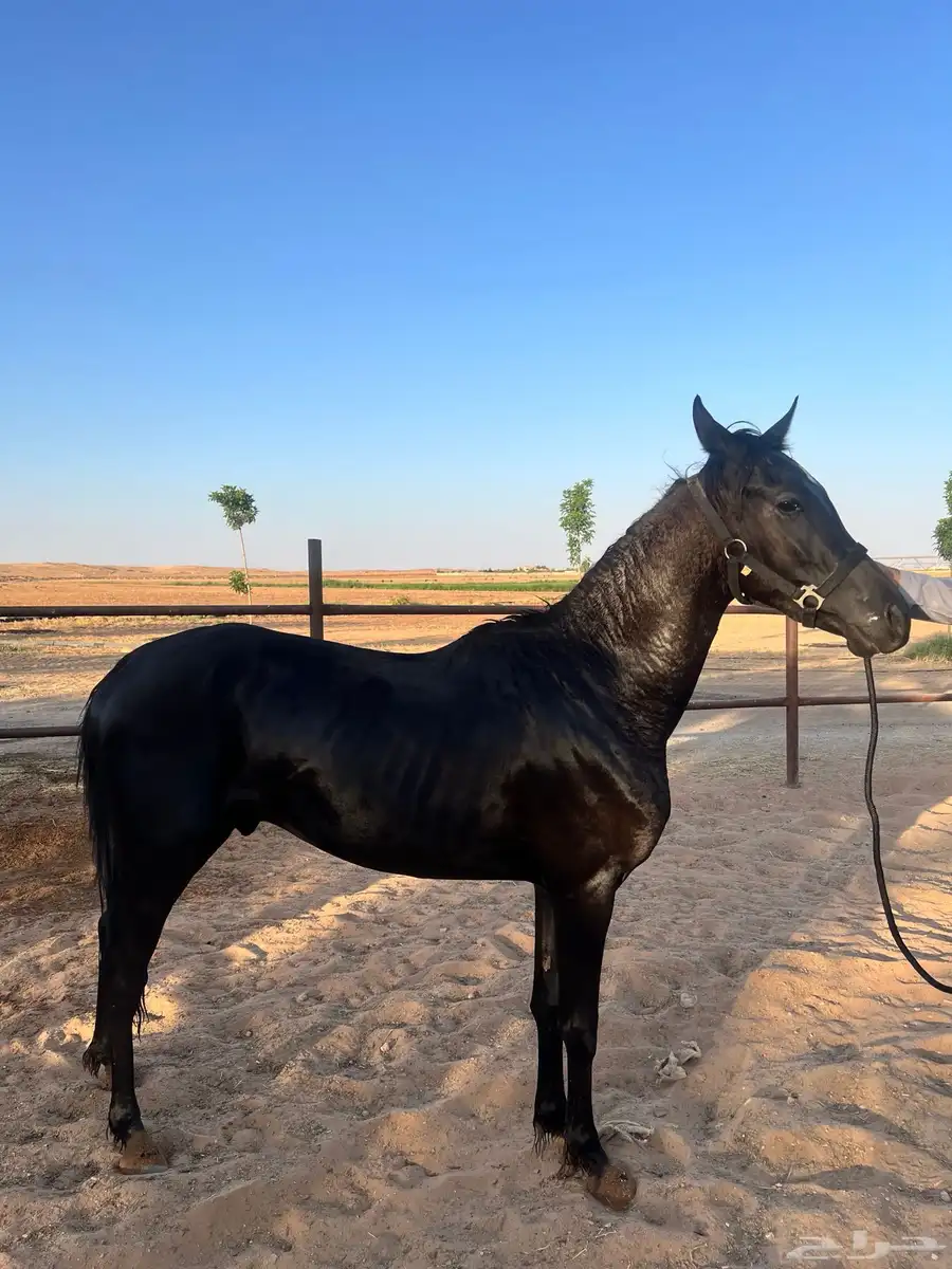 للبيع شعبي امهار 1