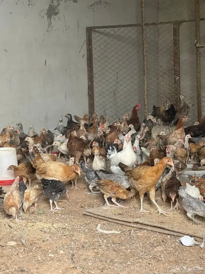 دجاج بلدي بياض وديوك 2