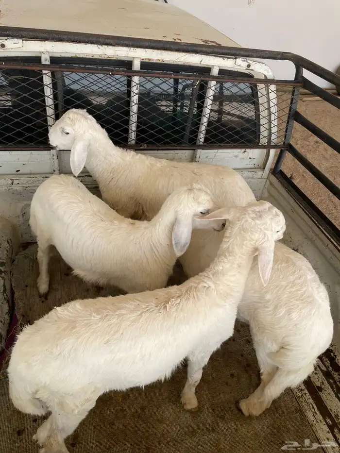 بهم للبيع( تم البيع) 2