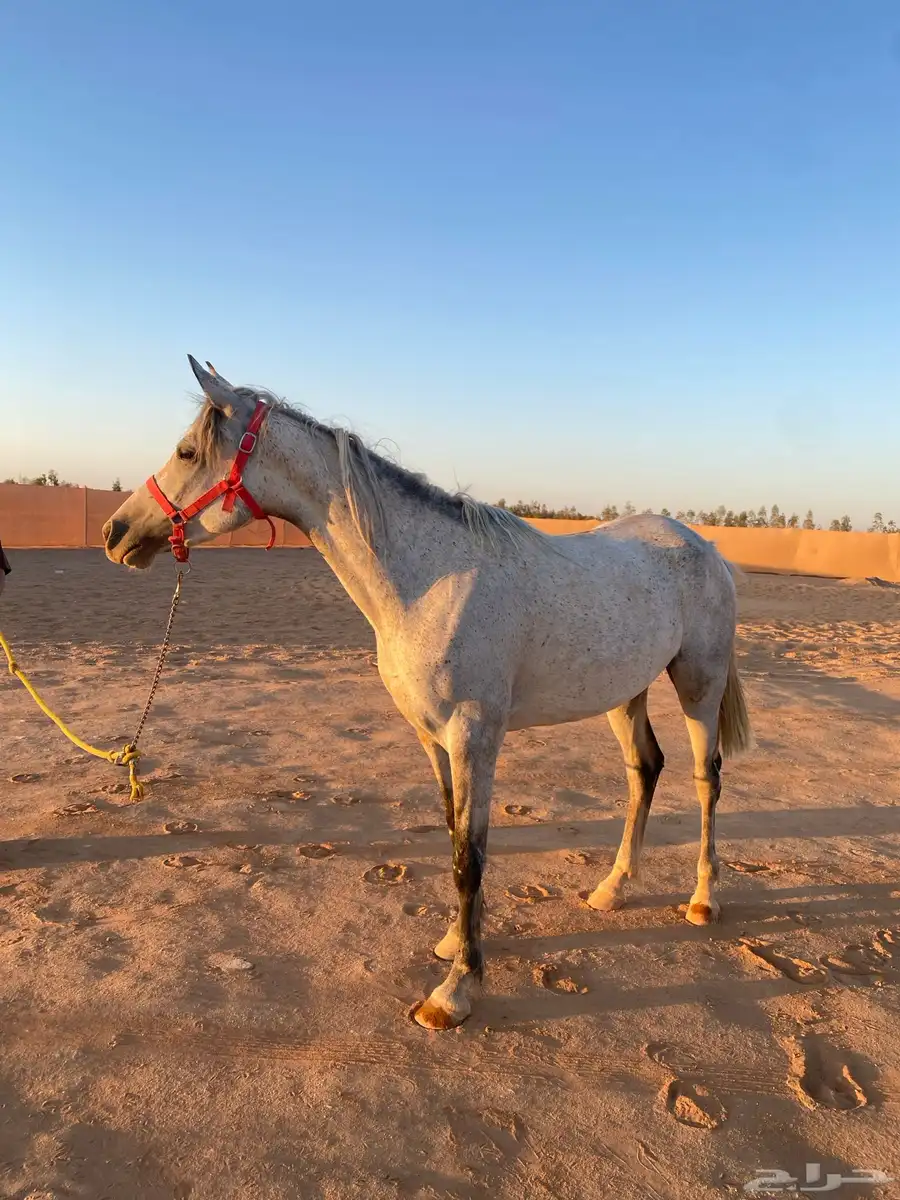 مهره عربية شعبية للبيع 0