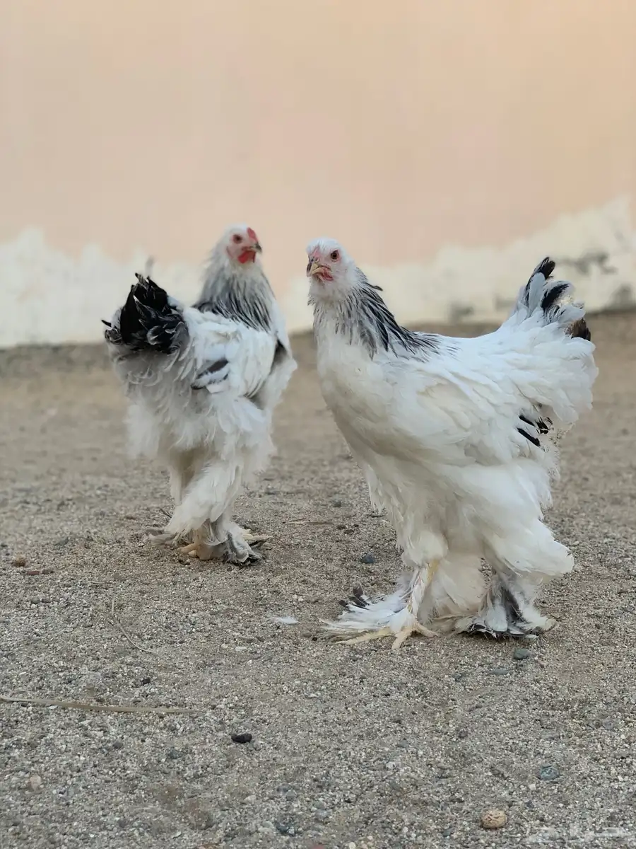 طقم براهما كولمبي 1