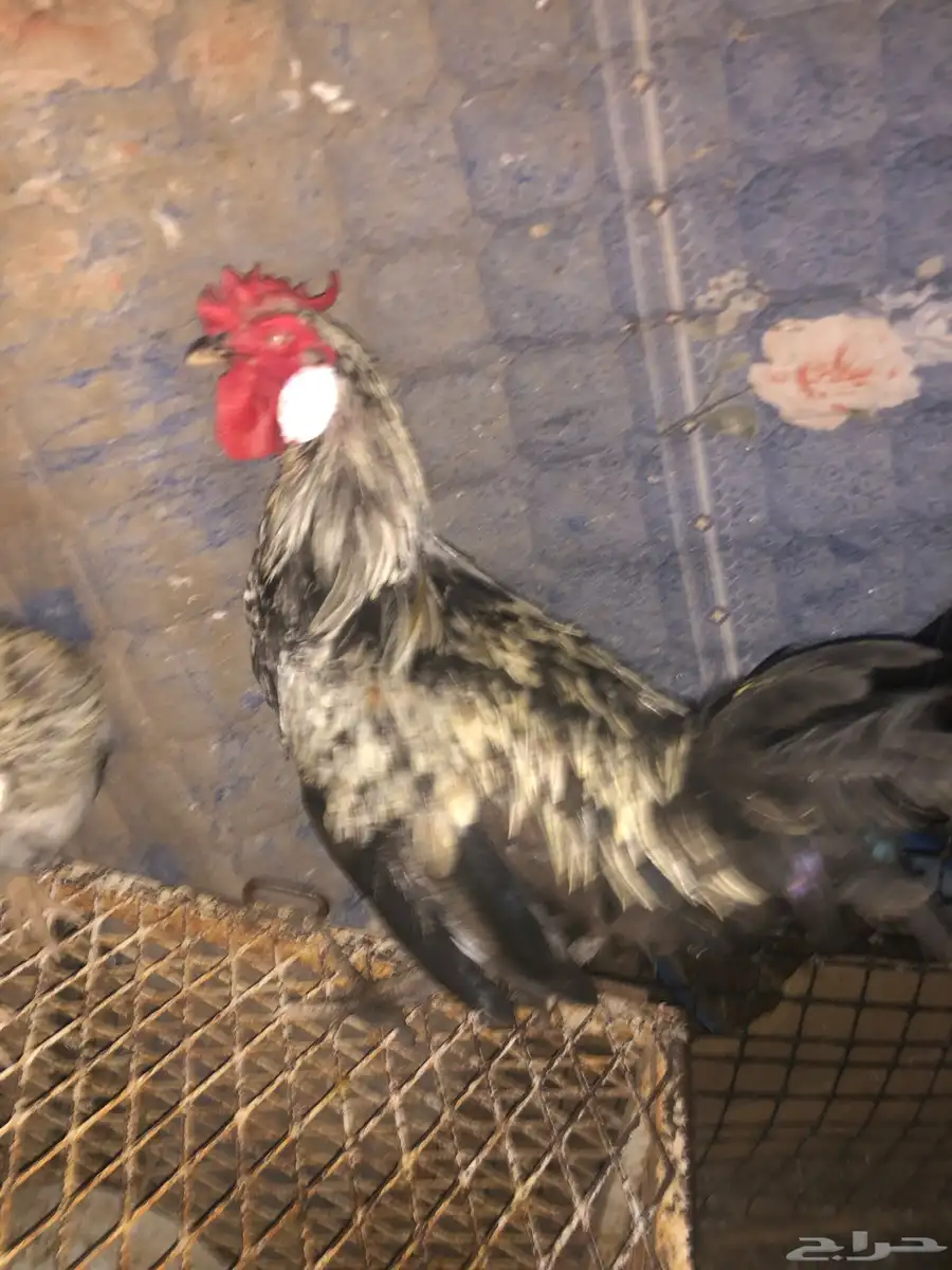 دجاج 1
