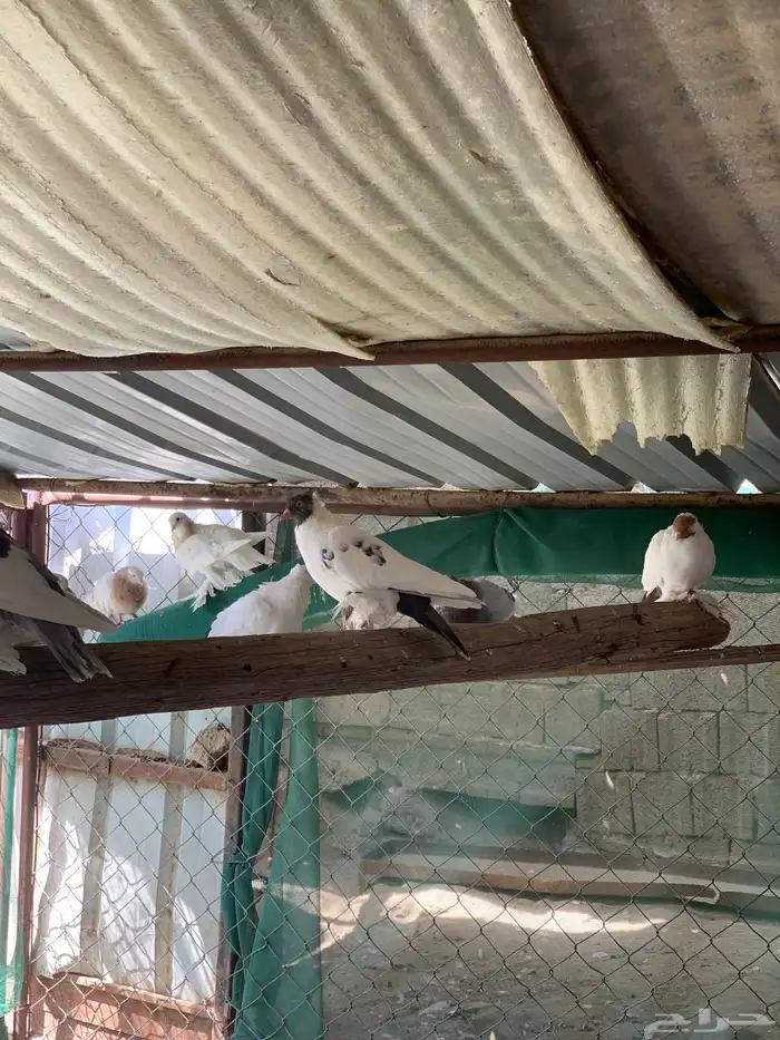 للبيع جمله حمام كوله اجواز 23