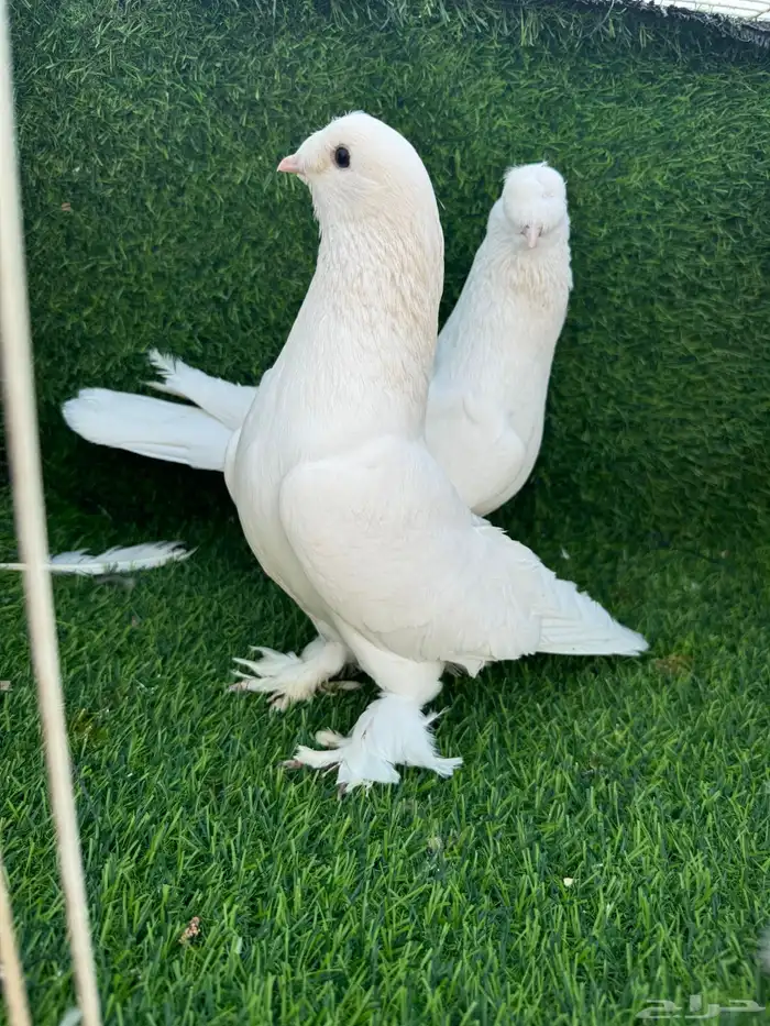 حمام تركي ابيض 1