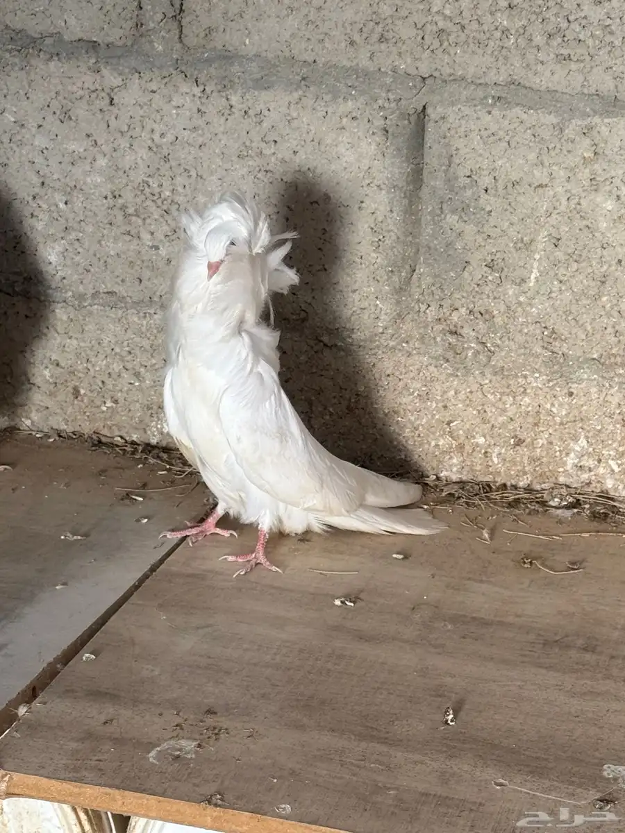 حمام جاكوبين 0