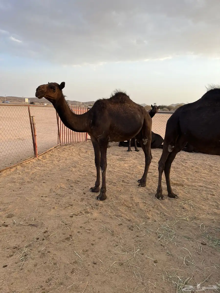 قعدان وبكار 1